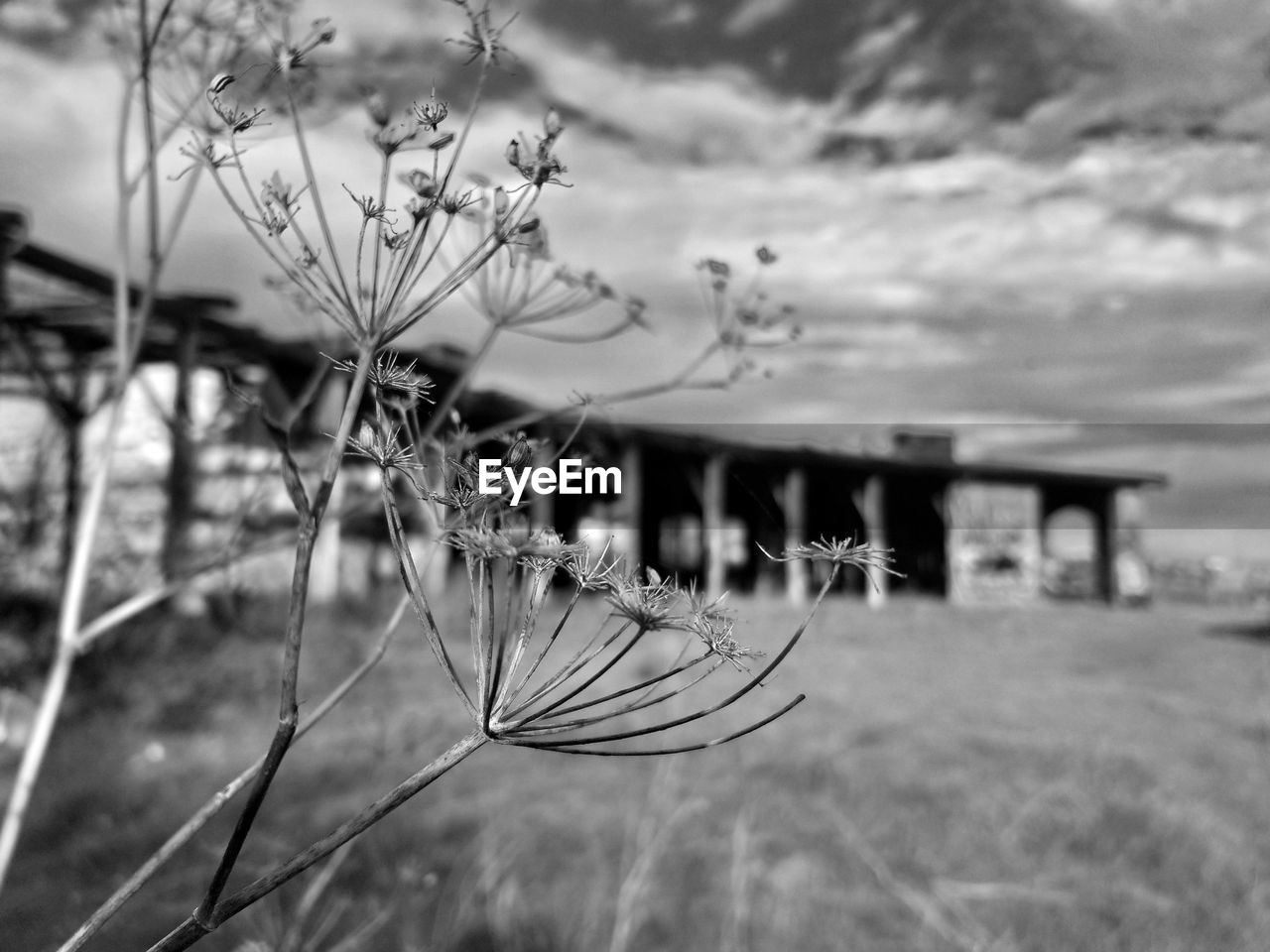 CLOSE-UP OF PLANTS AGAINST THE SKY
