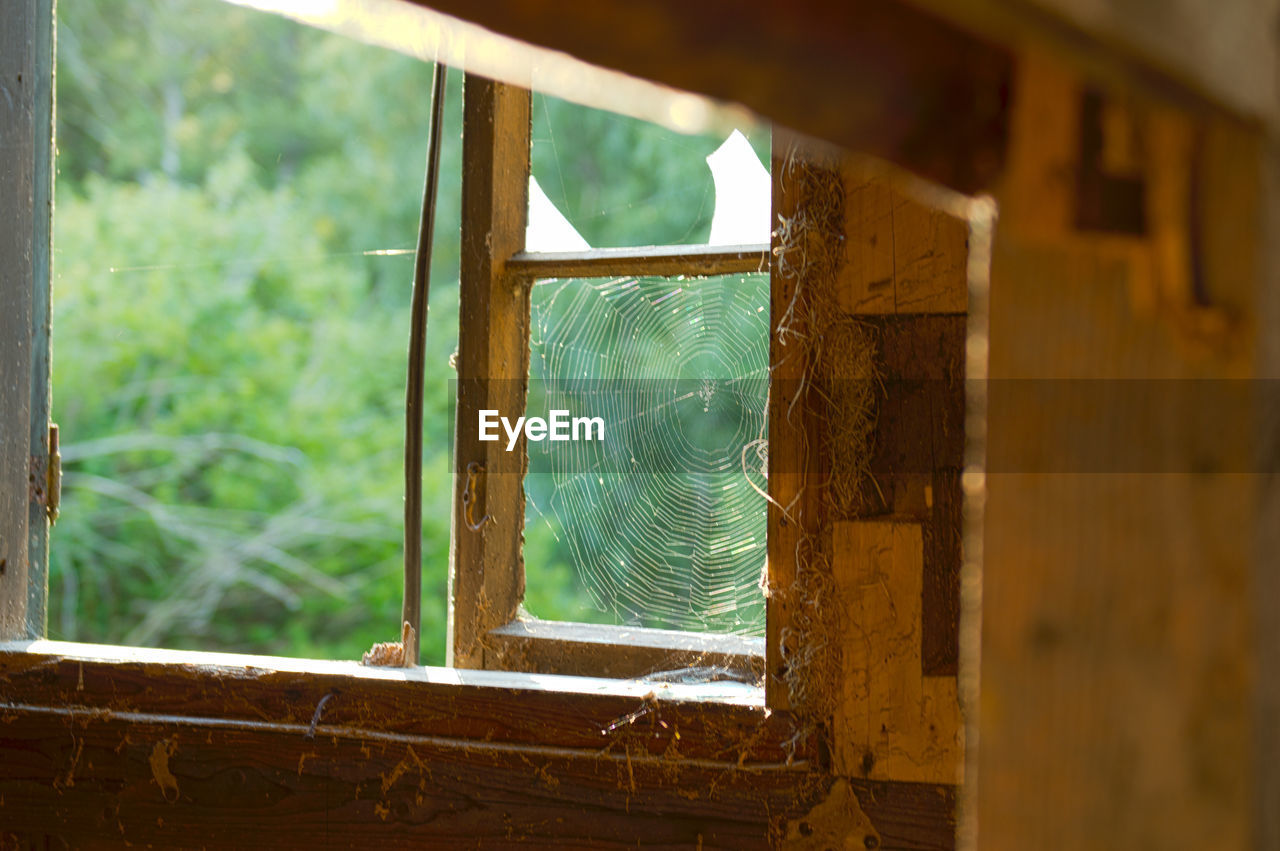 CLOSE-UP OF AN ANIMAL ON WINDOW