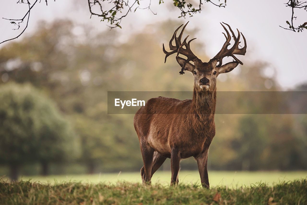 Deer standing on field against sky