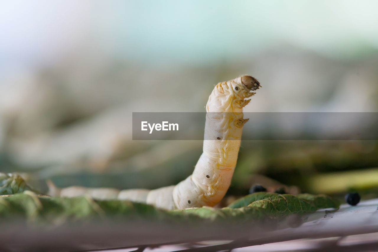 Close-up of worm on leaf