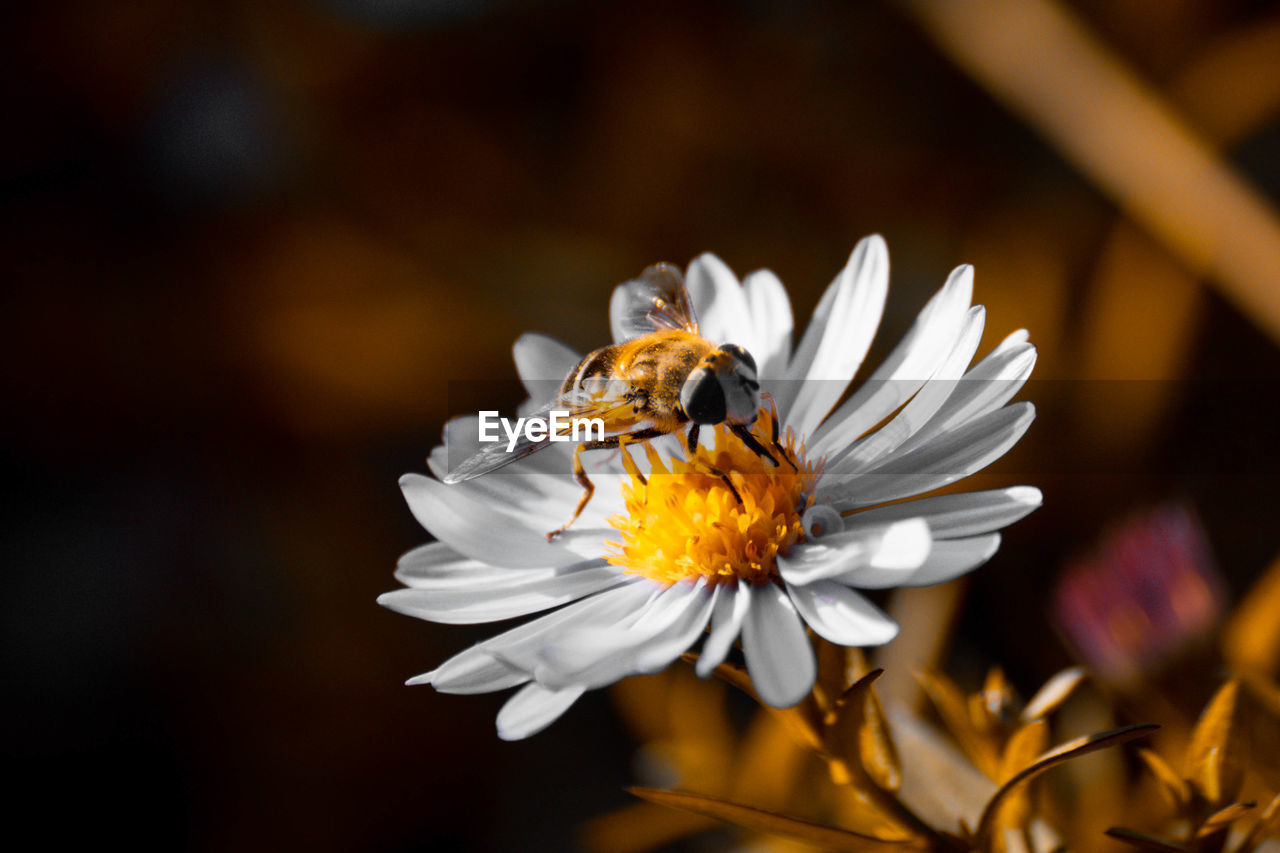 Close-up of bee pollinating on flower