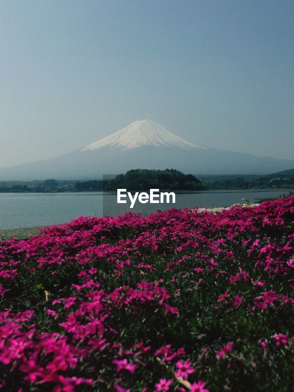 Scenic view of pink flowering plants against sky