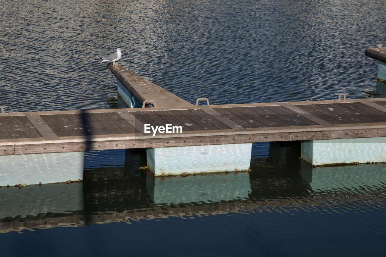 HIGH ANGLE VIEW OF LIZARD ON SEA