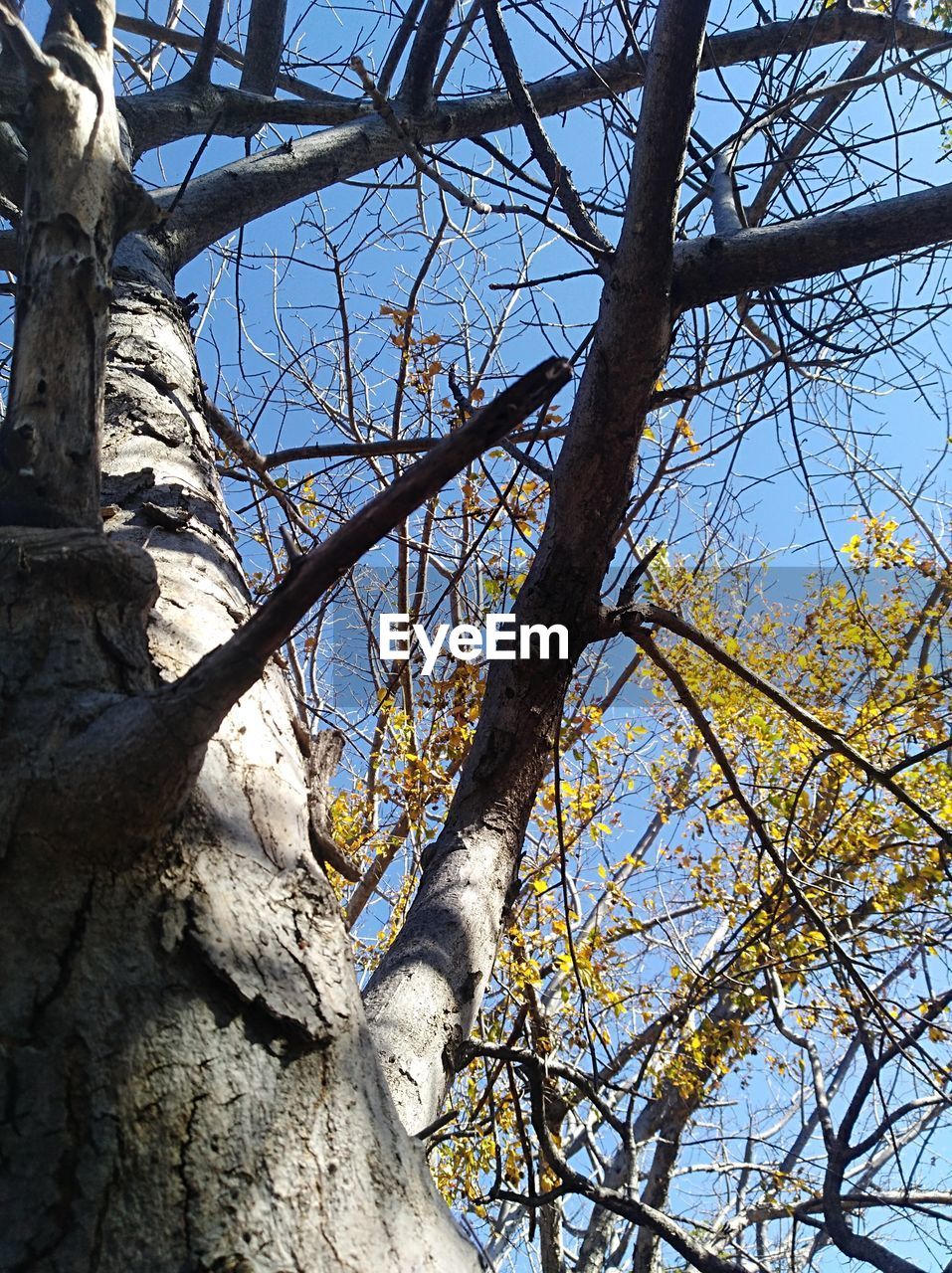 LOW ANGLE VIEW OF TREES AGAINST SKY