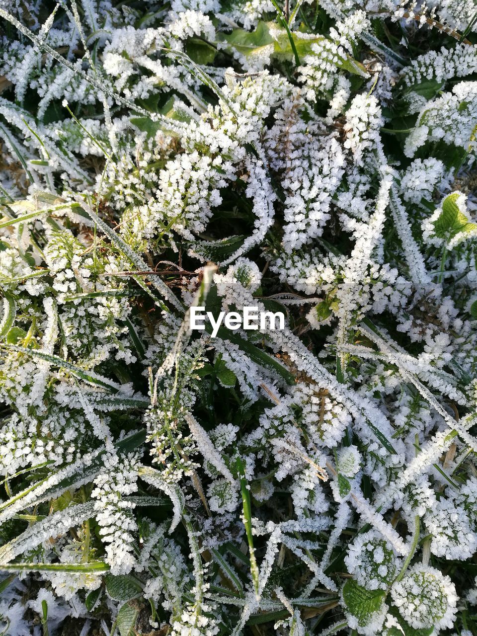 CLOSE-UP OF PLANT