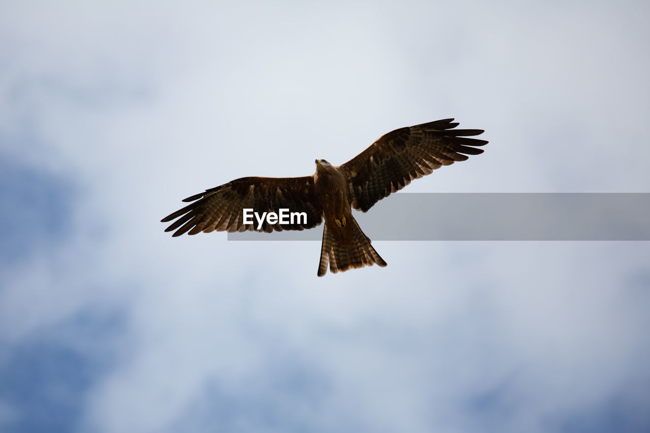 Low angle view of eagle flying against sky