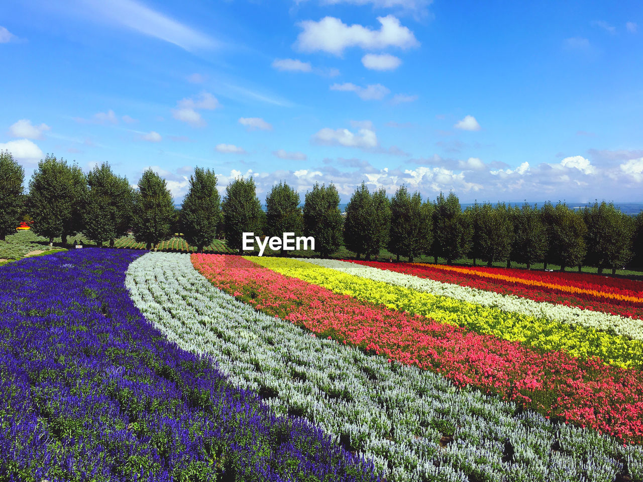 Scenic view of purple flowering plants on field against sky
