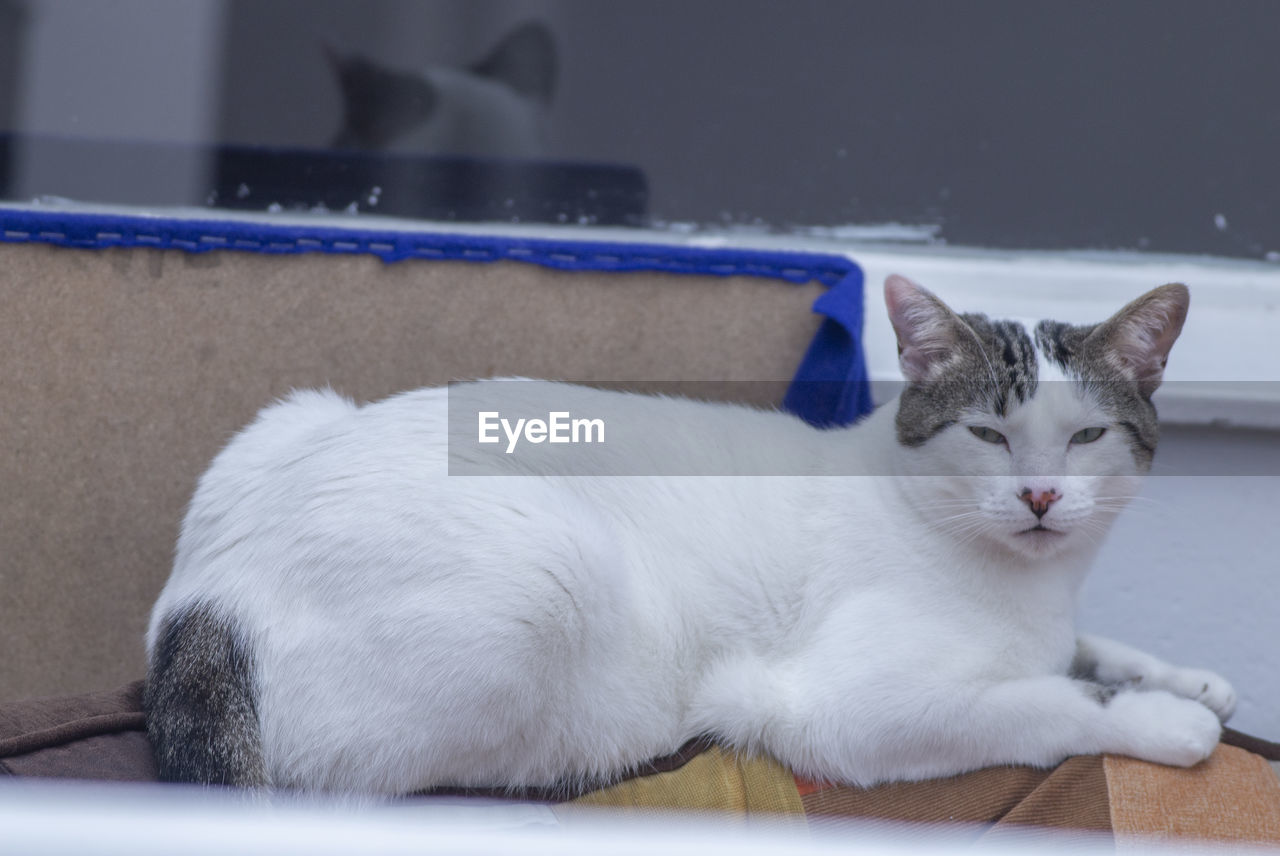 CLOSE-UP OF A CAT LYING ON THE FLOOR