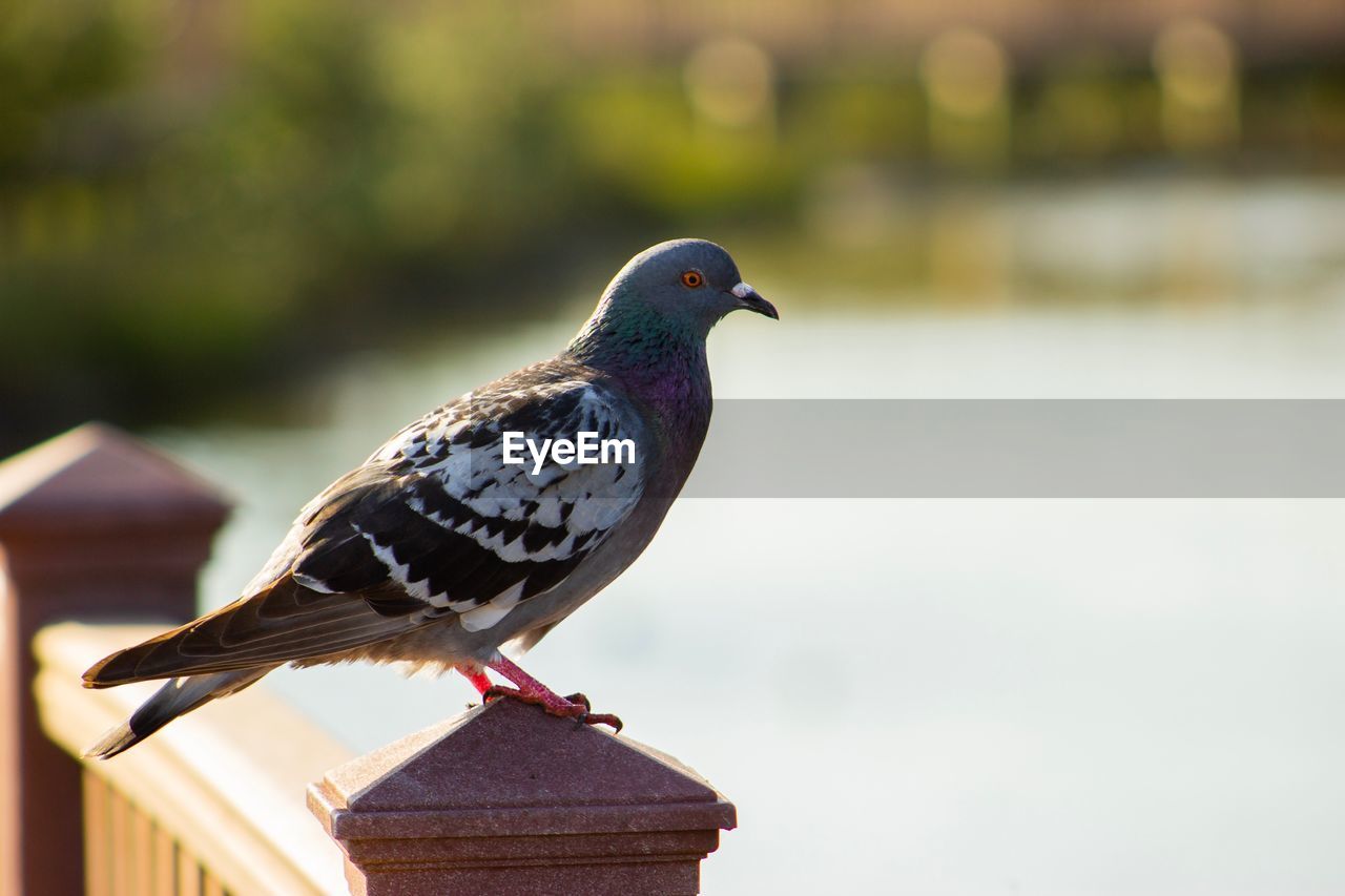 Close-up of pigeon perching on wooden post