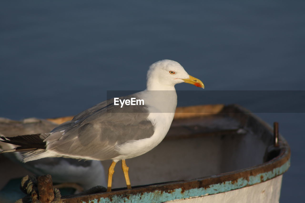 Close-up of seagull perching on wood