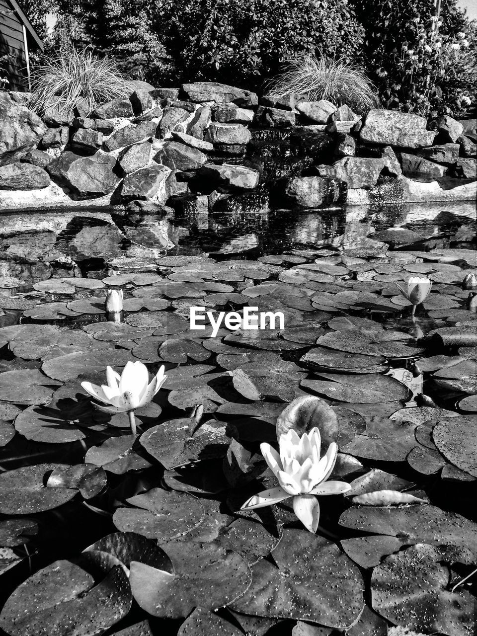 Water lilies floating on pond