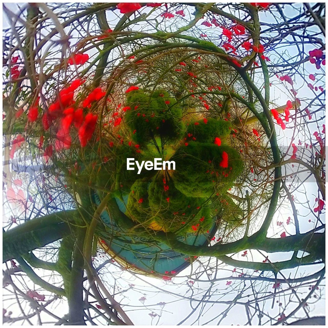 LOW ANGLE VIEW OF FRUITS ON TREE