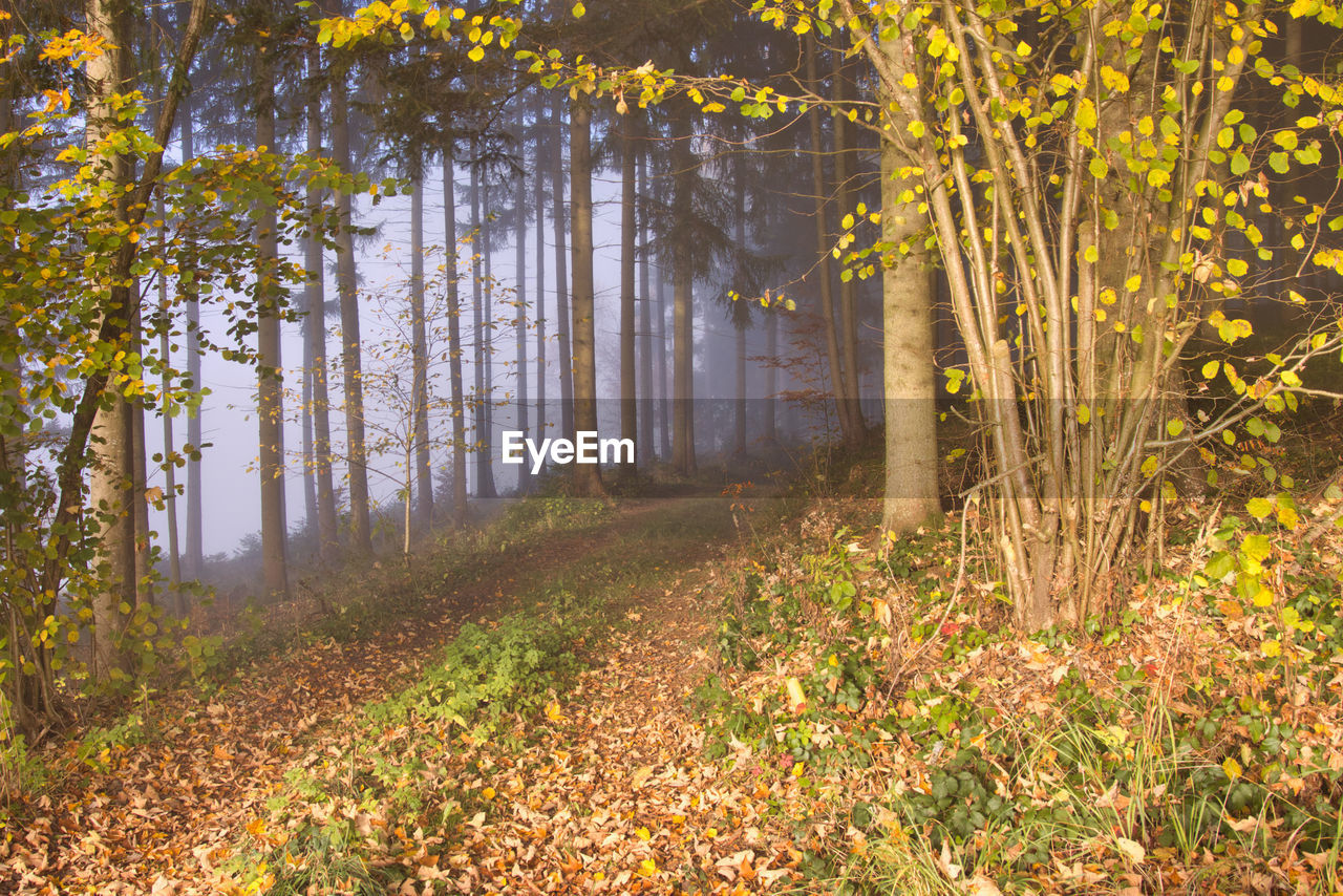 Trees in forest during autumn