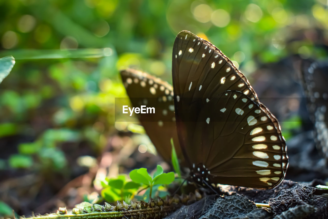 Euploea core, the common crow,is a common butterfly found in south asia to australia. 