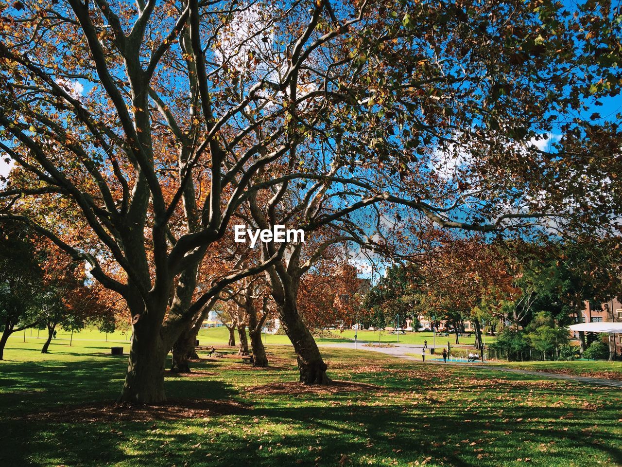 Park in autumn