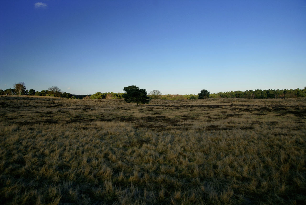 Scenic view of field against clear sky