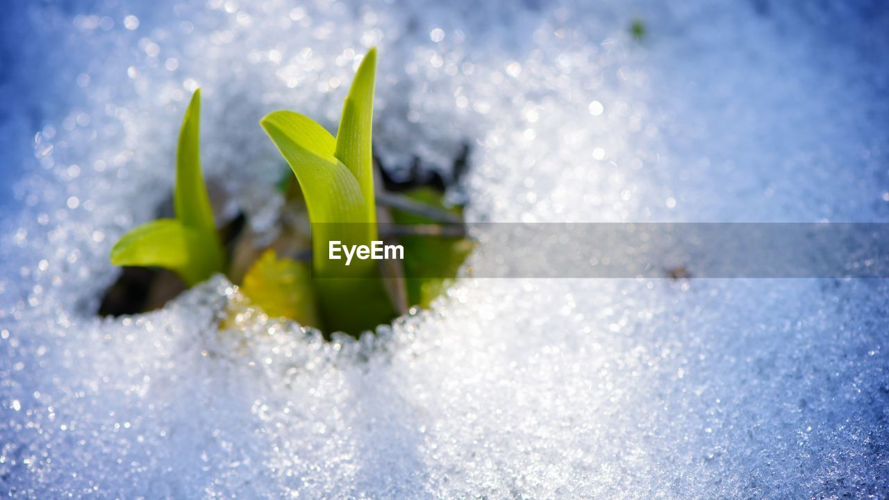 Close-up of seedlings growing on snow covered field
