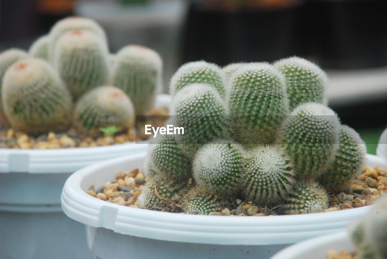 CLOSE-UP OF CACTUS PLANT