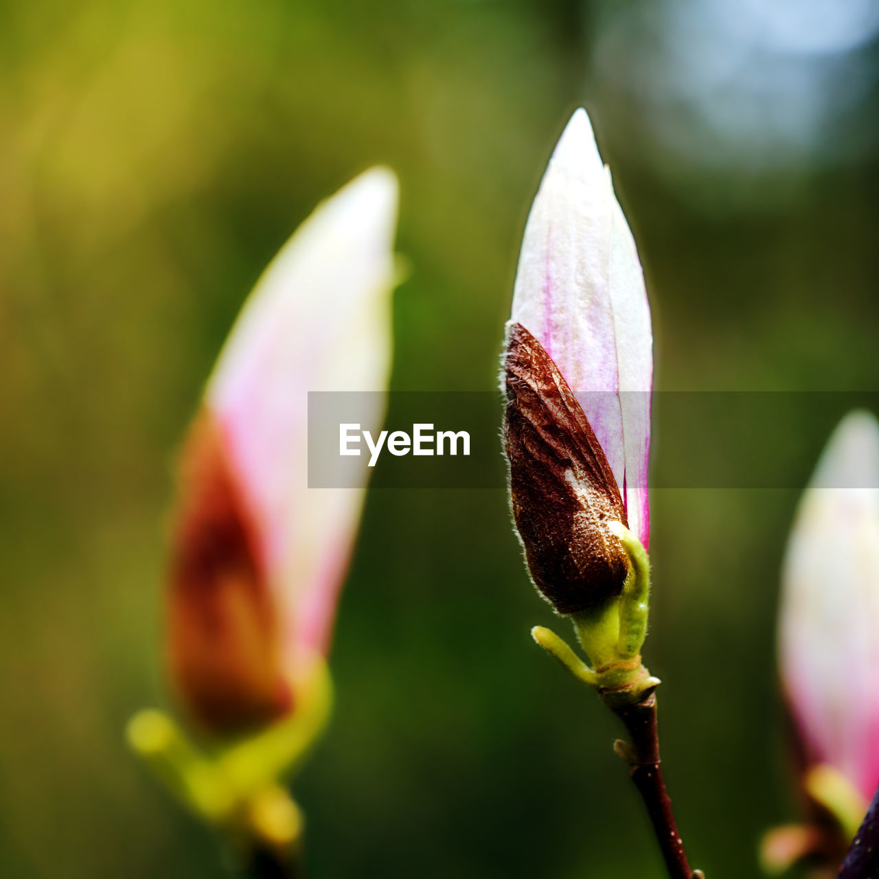 CLOSE-UP OF FRESH PINK FLOWER BUDS