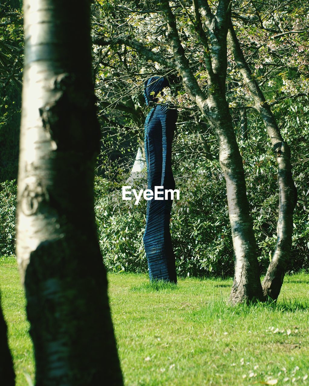 TREES ON GRASSY FIELD