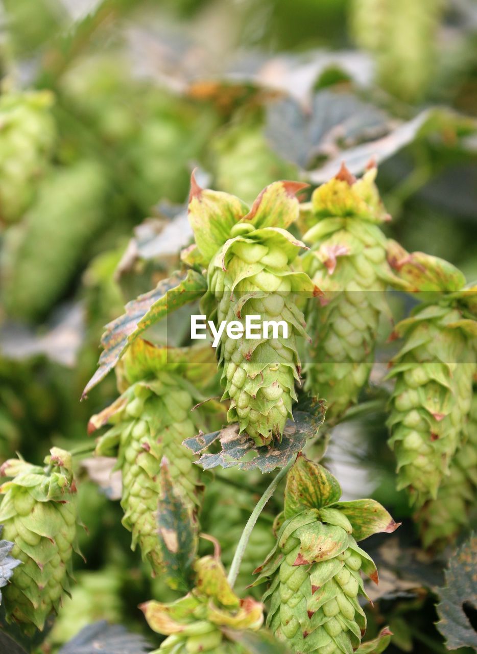 CLOSE-UP OF FRESH GREEN PLANT WITH FLOWERS
