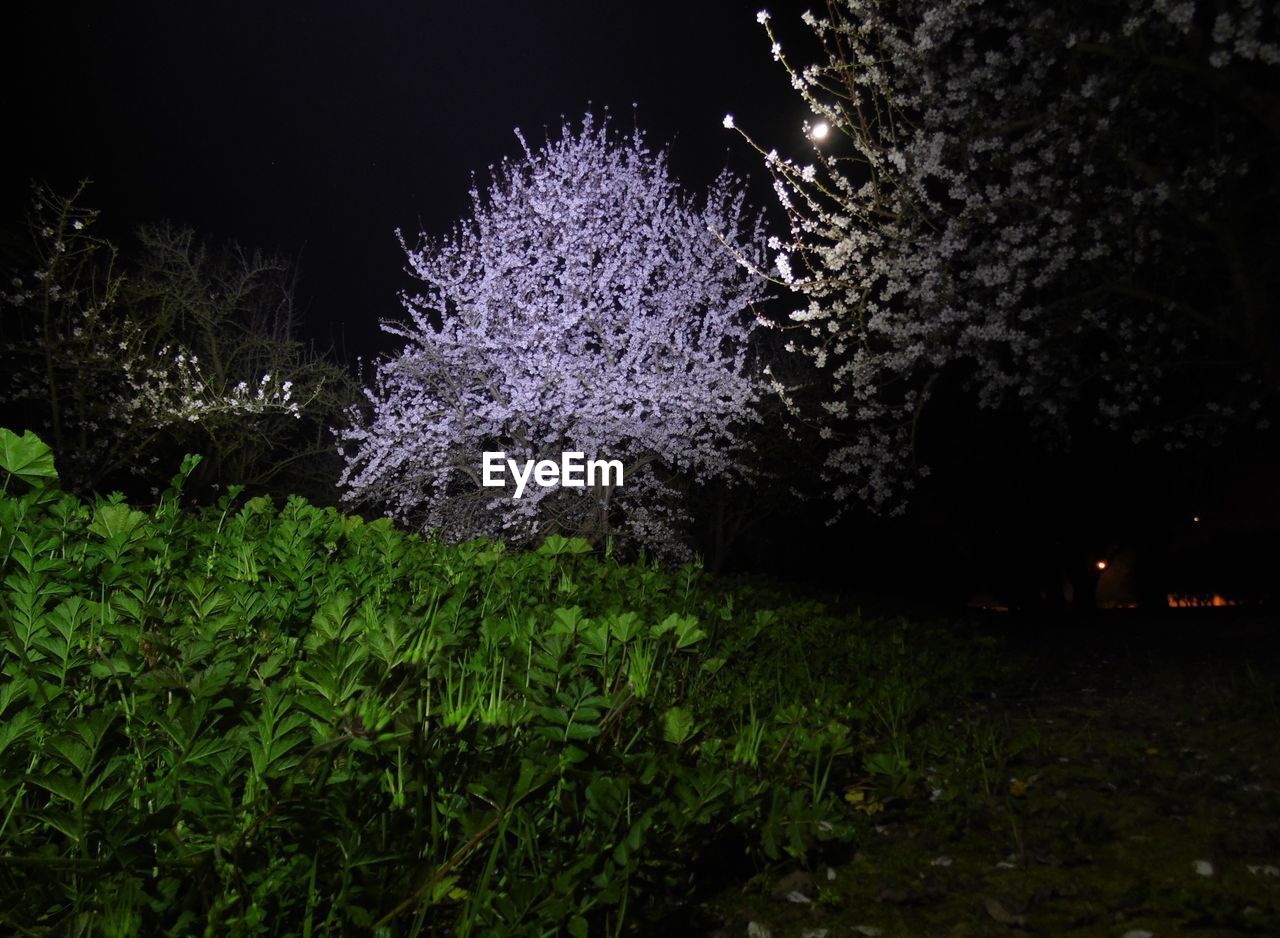 VIEW OF TREES ON FIELD AT NIGHT