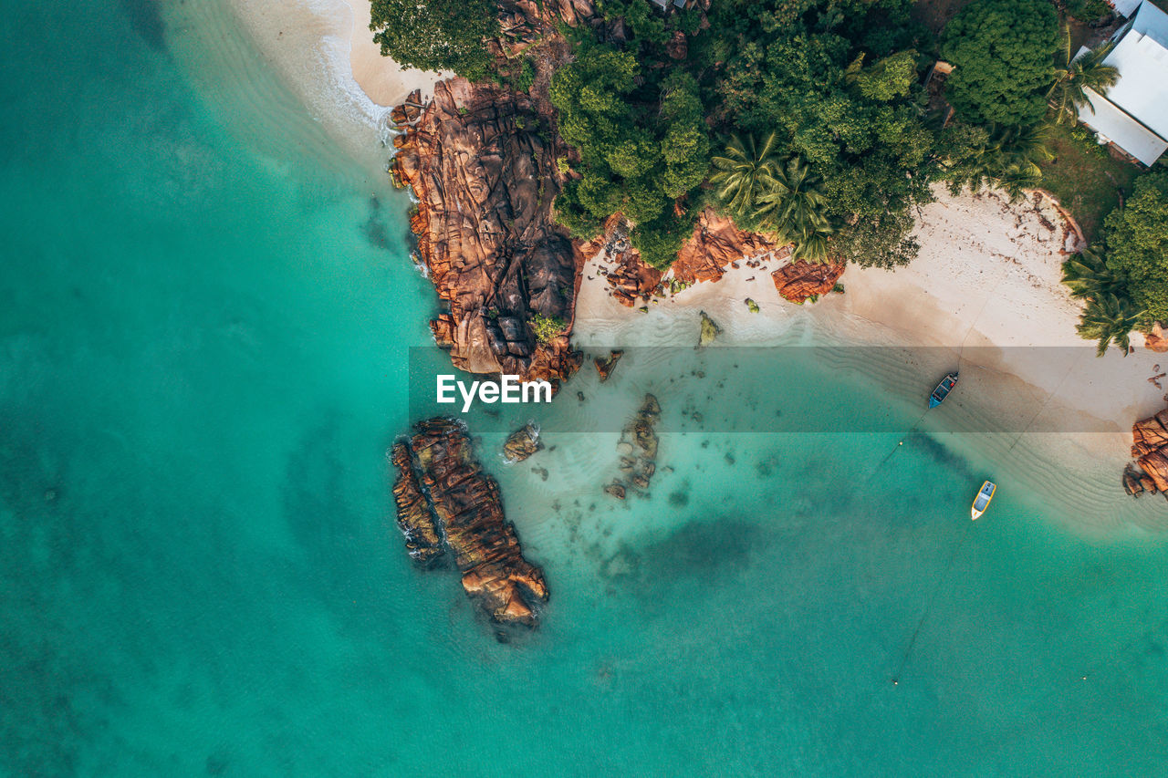 High angle view of plant in sea