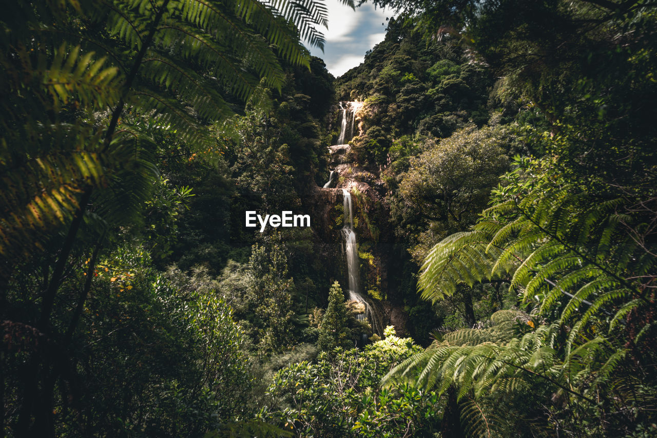 The beautiful kitekite waterfalls found near auckland, new zealand in the middle of the jungle