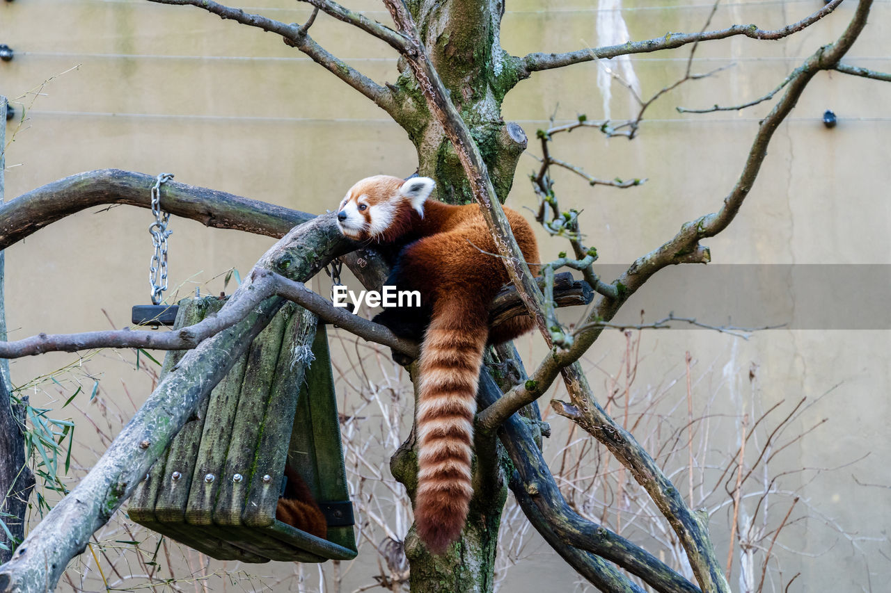 VIEW OF AN ANIMAL ON BRANCH