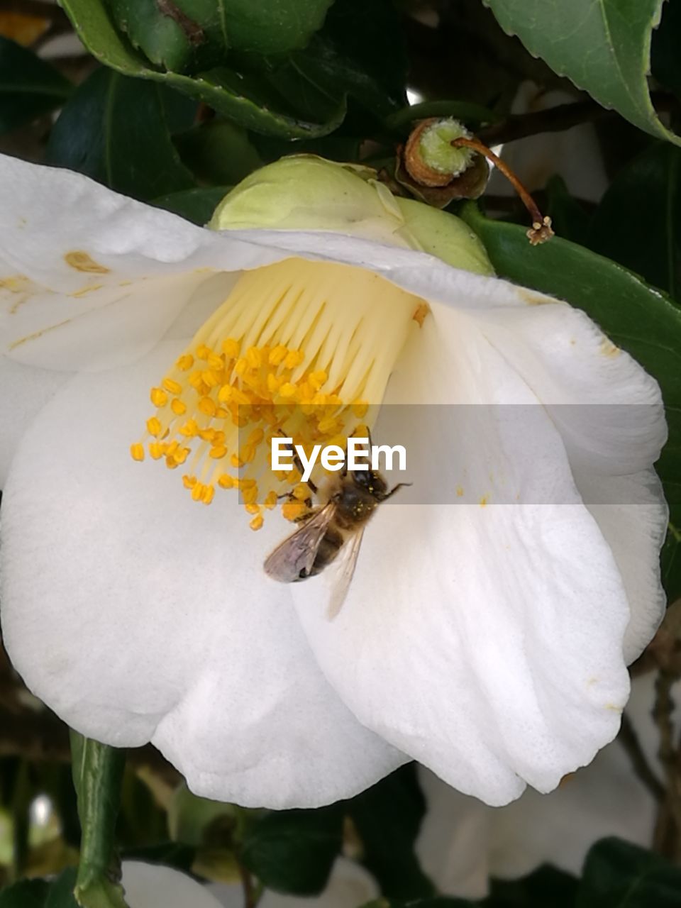 HONEY BEE ON WHITE FLOWER