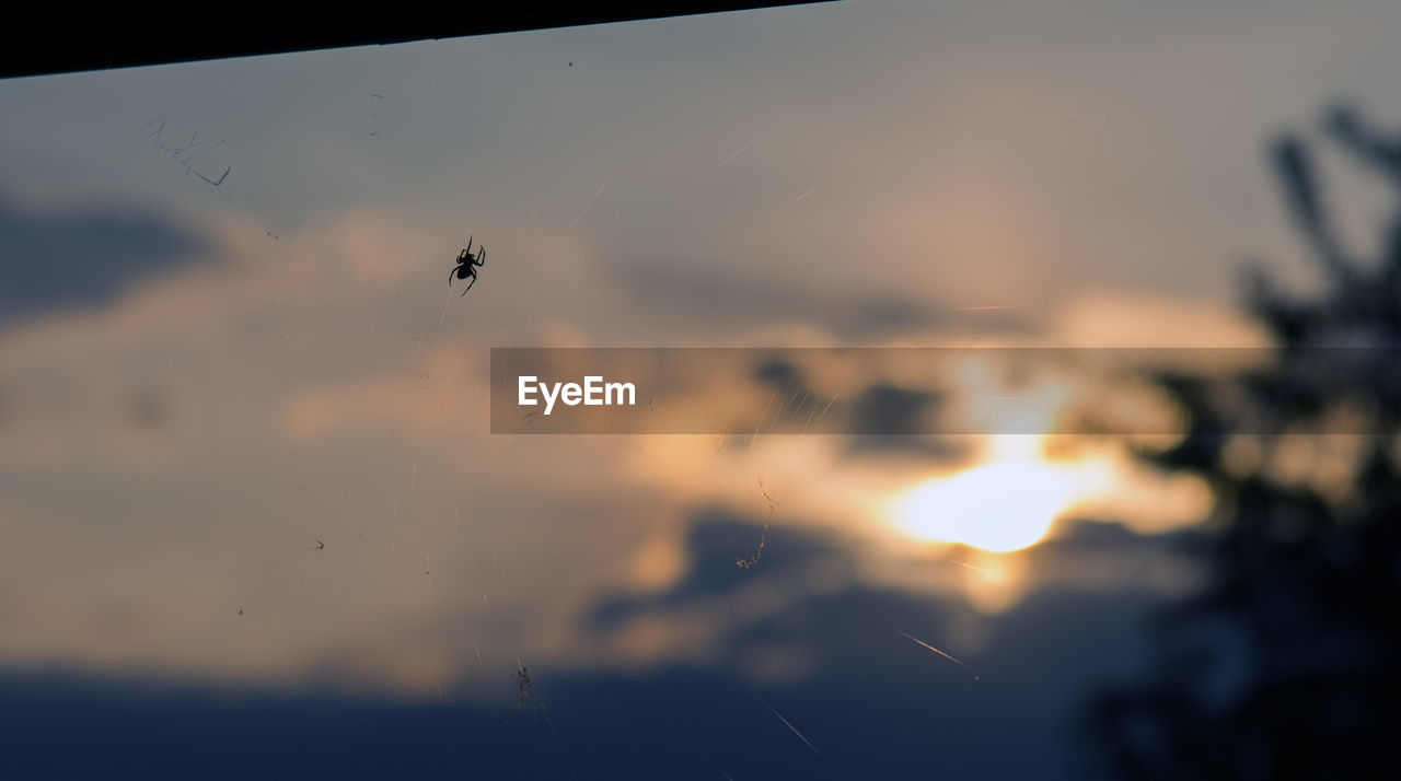 CLOSE-UP OF INSECT FLYING AGAINST SKY