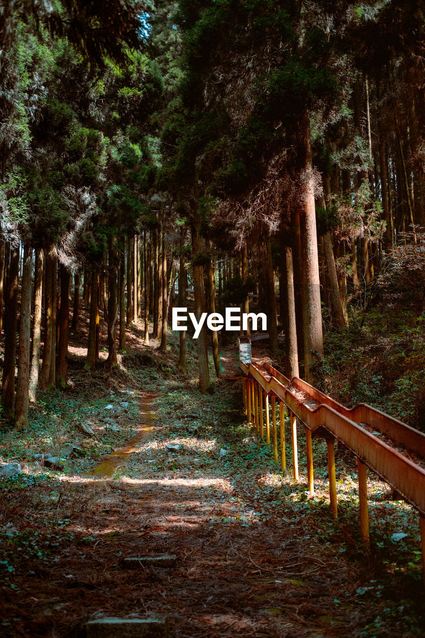 empty footpath amidst trees