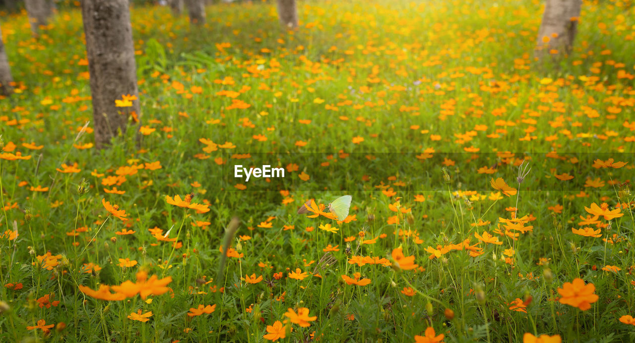 CLOSE-UP OF FLOWERING PLANTS ON FIELD