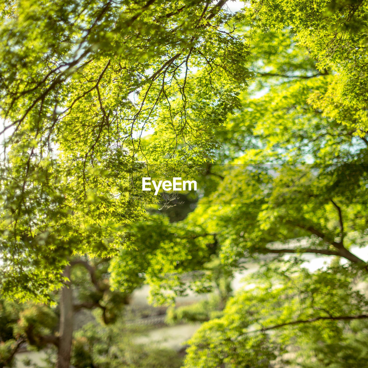 VIEW OF TREES IN FOREST