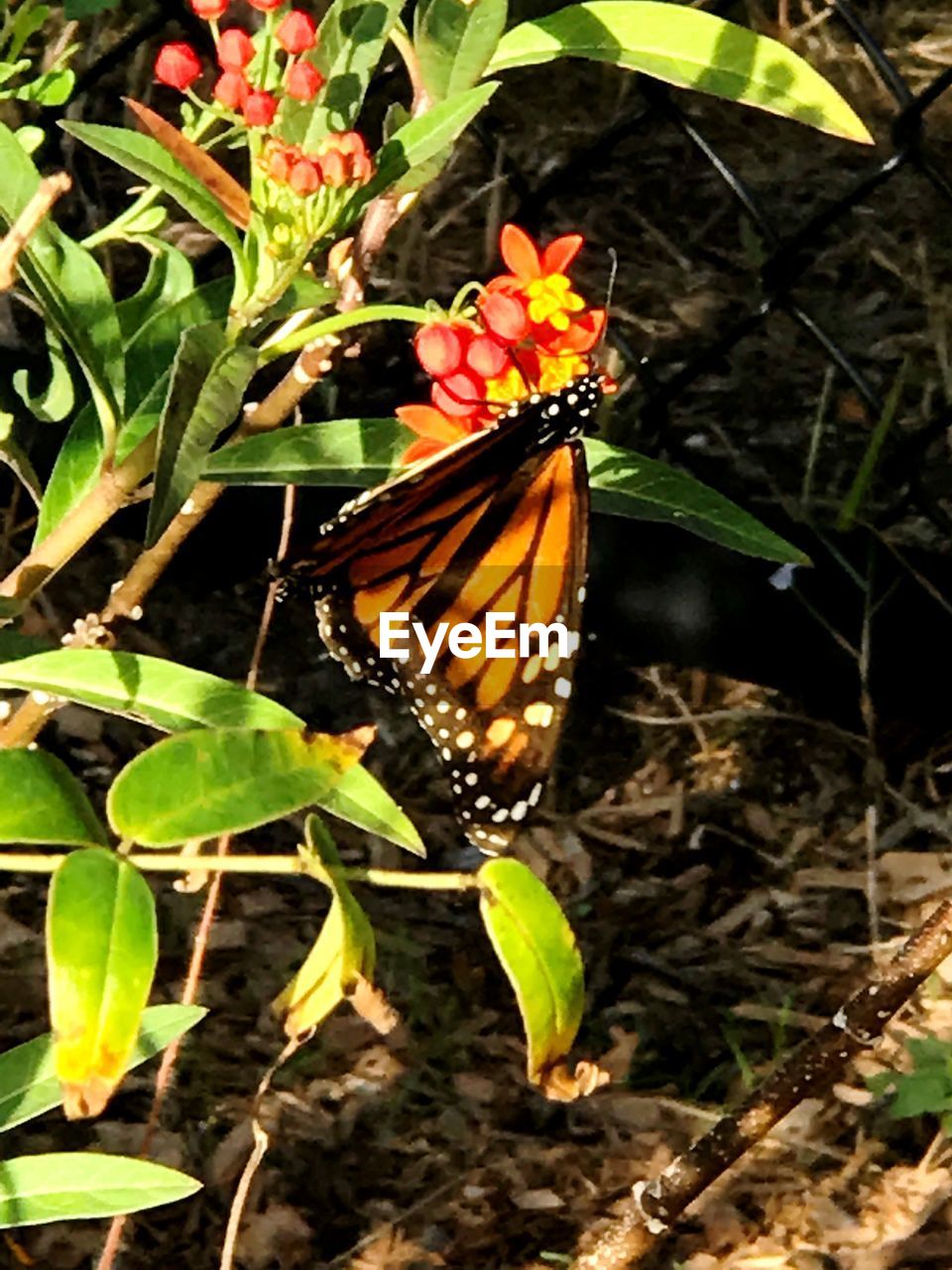 BUTTERFLY POLLINATING ON FLOWER