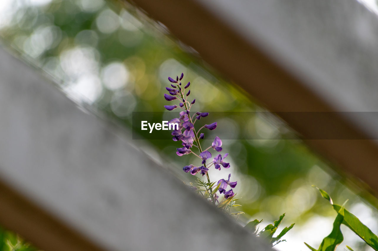 CLOSE-UP OF PURPLE FLOWERS ON PLANT