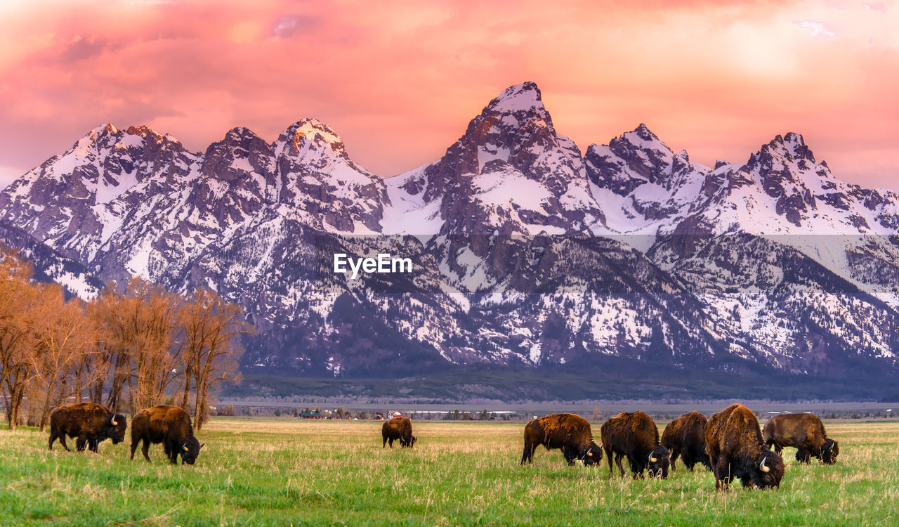 Herd of american bison grazing field with snowcapped mountains in background 