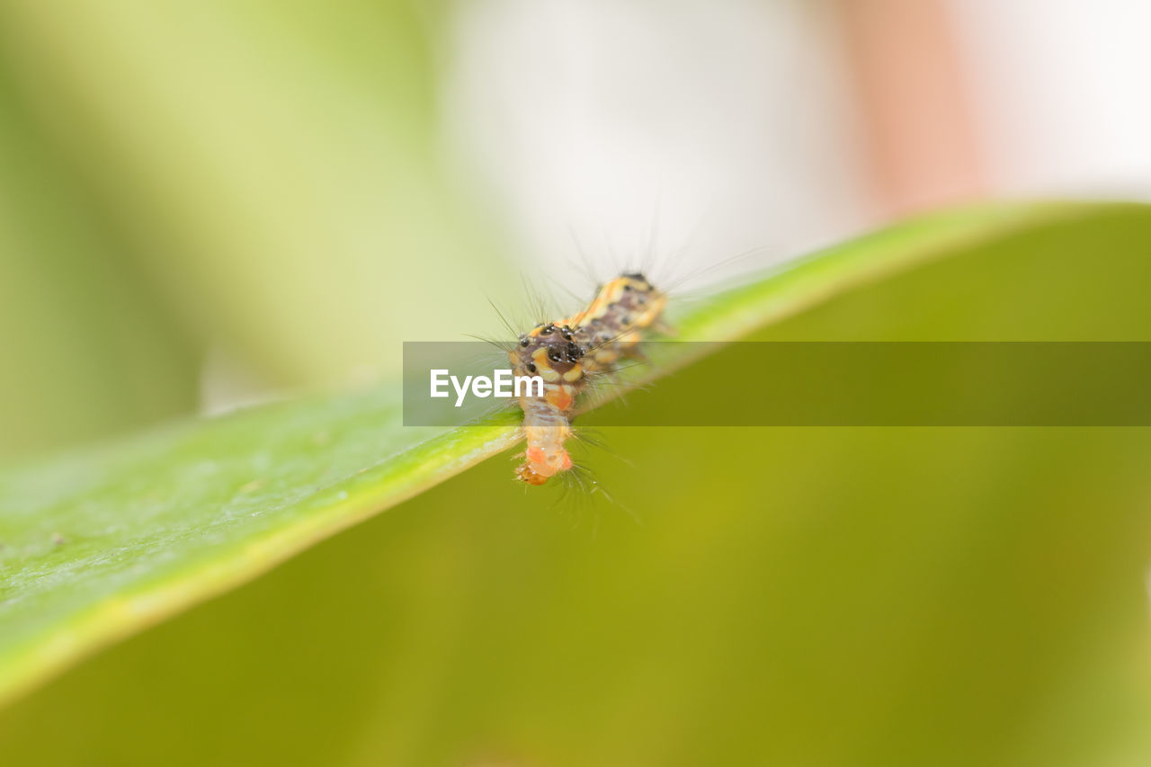 Close-up of caterpillar on leaf