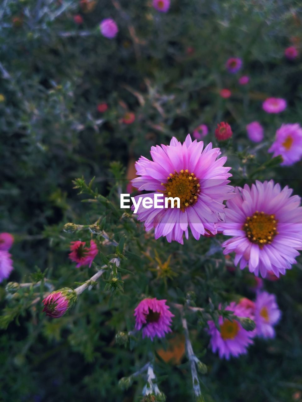 CLOSE-UP OF FLOWERS BLOOMING OUTDOORS