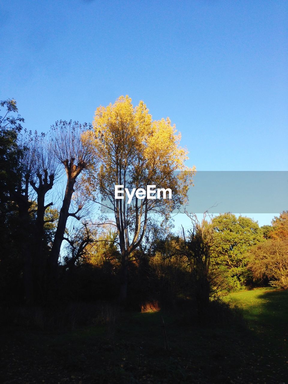 VIEW OF TREES ON FIELD AGAINST CLEAR BLUE SKY