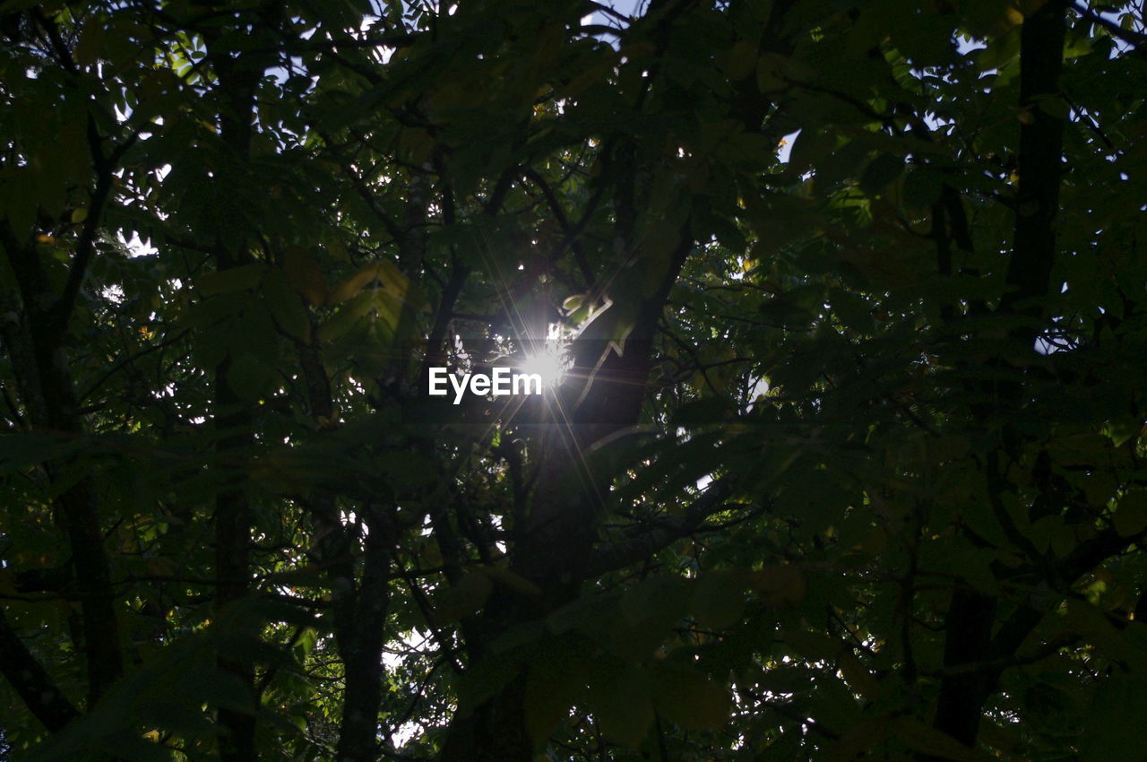 LOW ANGLE VIEW OF TREES IN FOREST