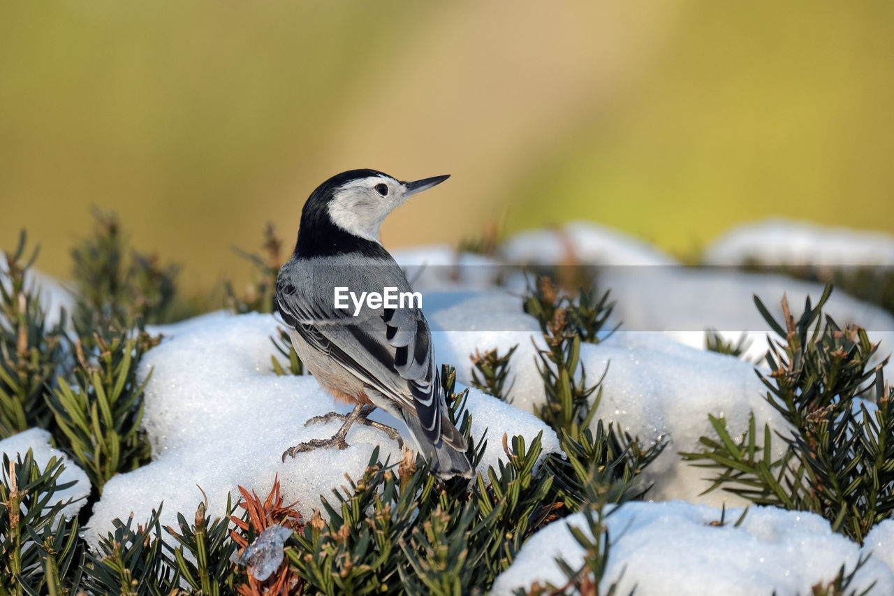 White-breasted nuthatch