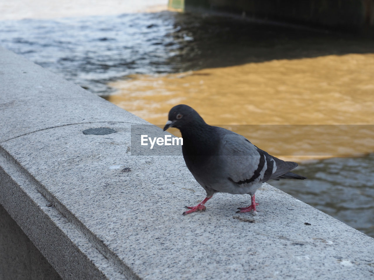 animal themes, animal, bird, wildlife, animal wildlife, one animal, water, day, perching, no people, nature, blue, pigeon, beak, pigeons and doves, focus on foreground, outdoors, retaining wall, close-up, dove - bird