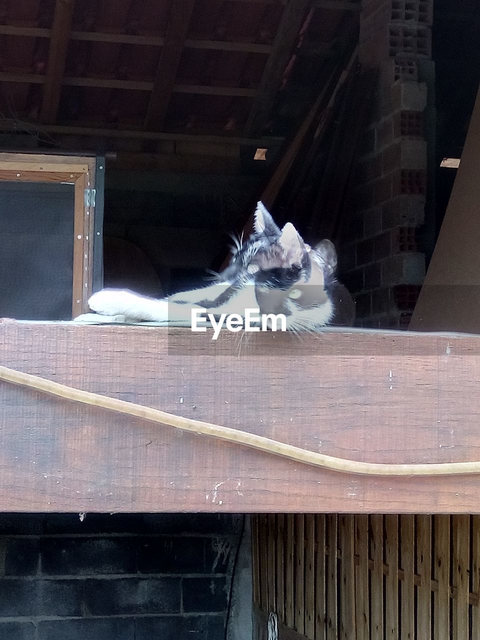 CLOSE-UP OF CAT ON WALL