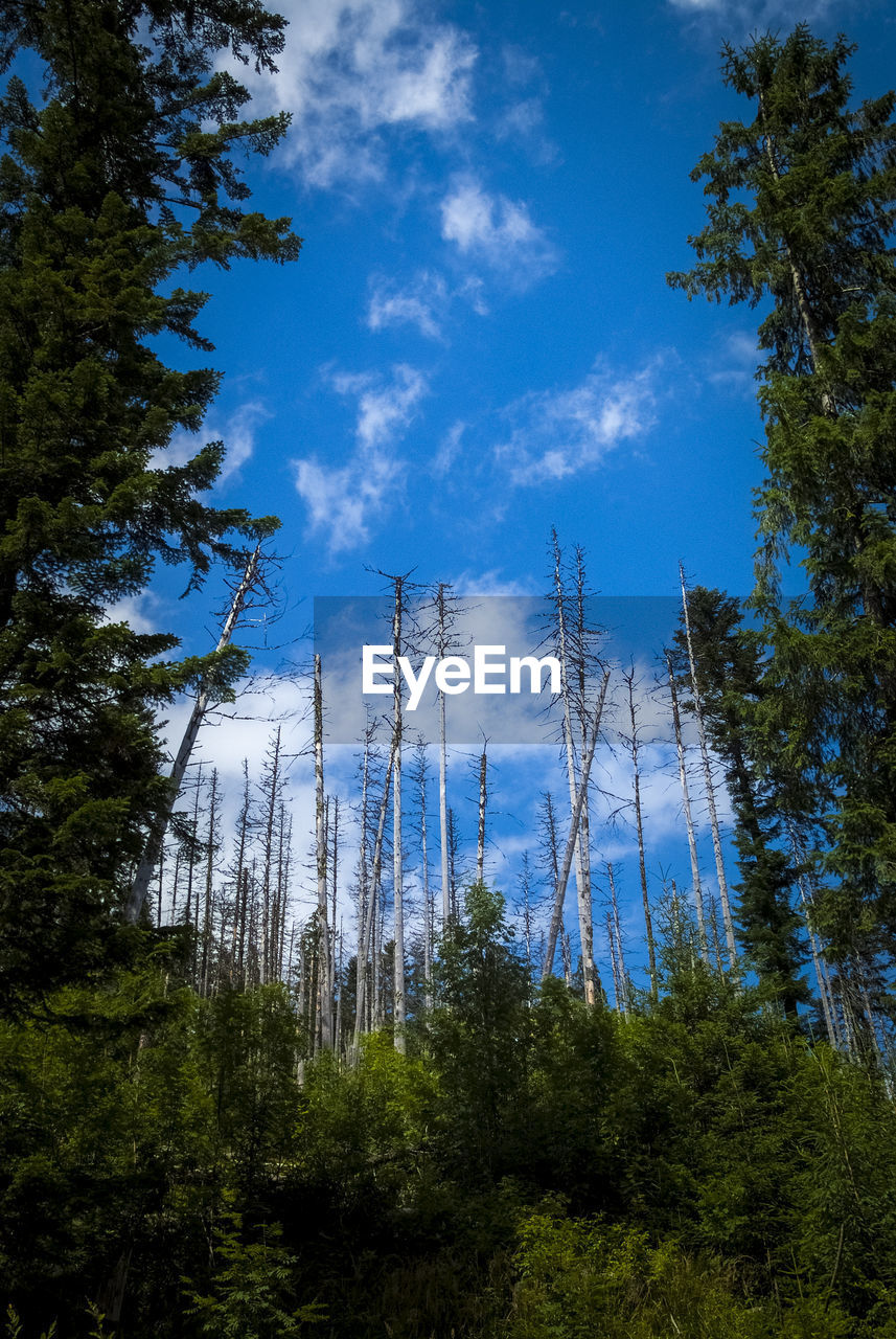 LOW ANGLE VIEW OF PINE TREES IN FOREST