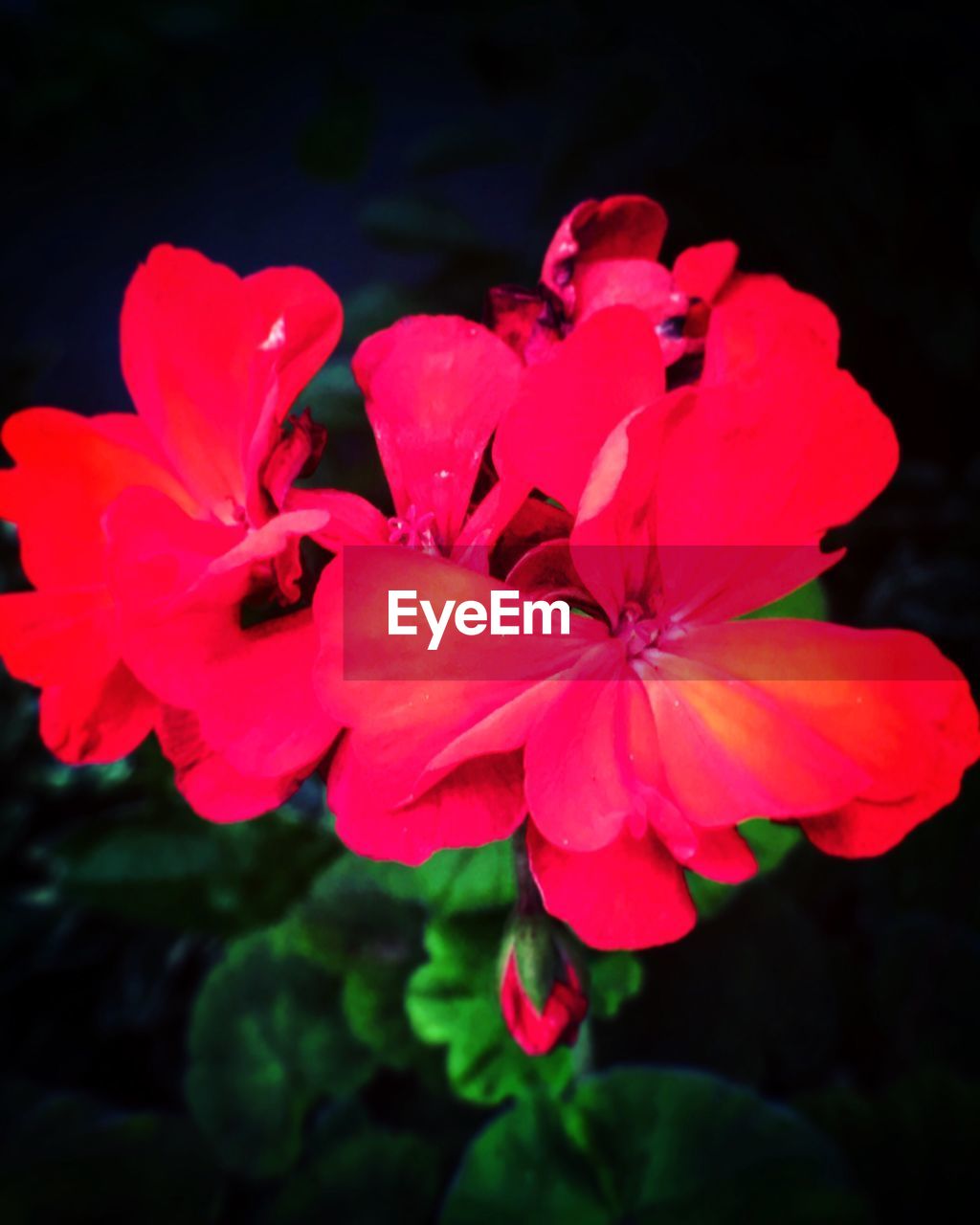 CLOSE-UP OF RED FLOWERS BLOOMING OUTDOORS