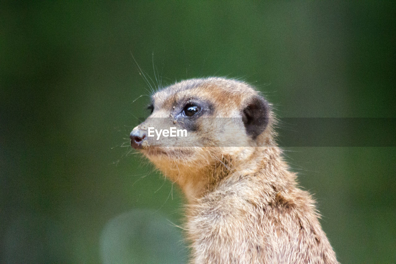 Close-up of meerkat
