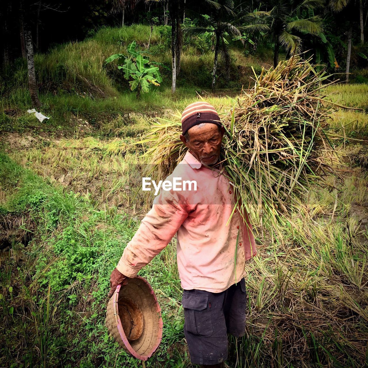 Senior man carrying dry grass at field