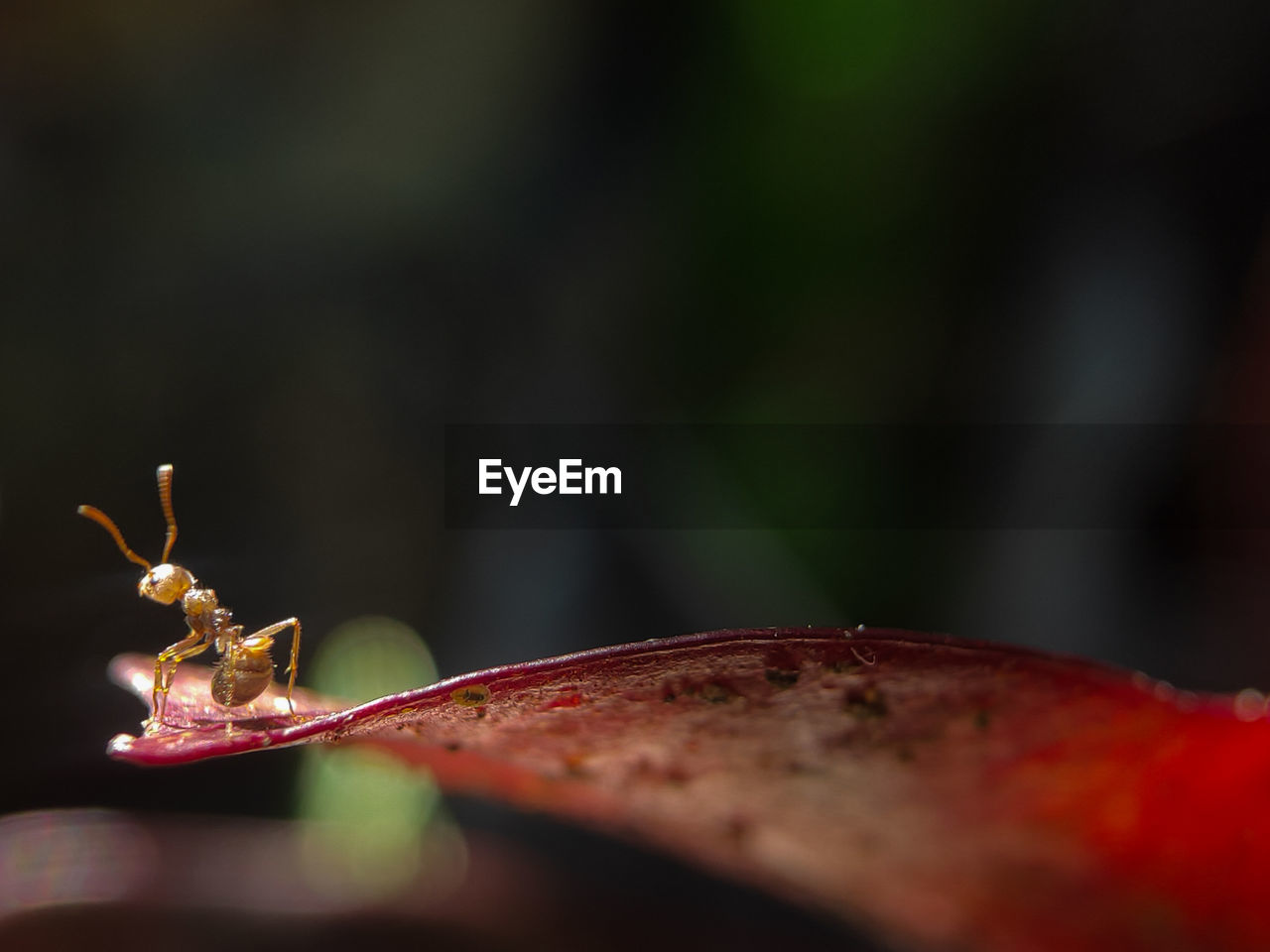 Close-up of insect on plant