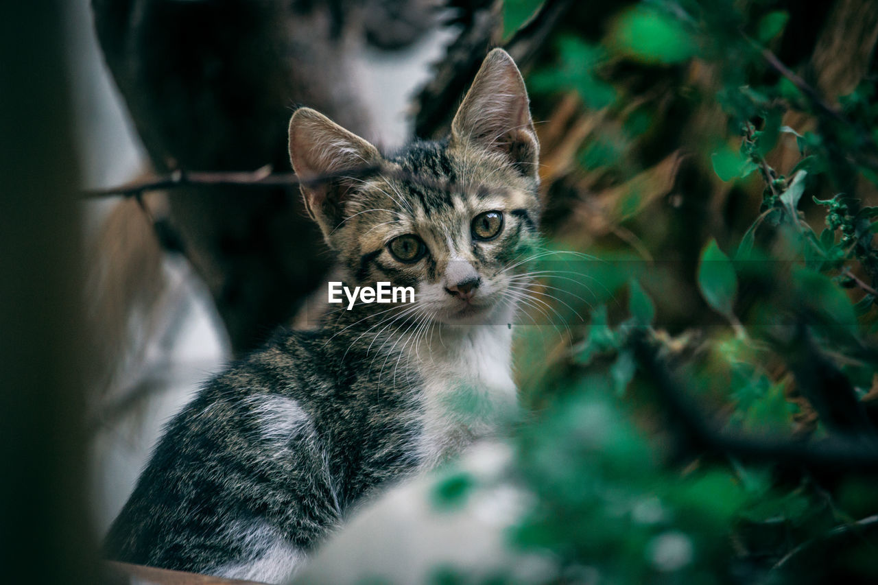 Close-up portrait of cat